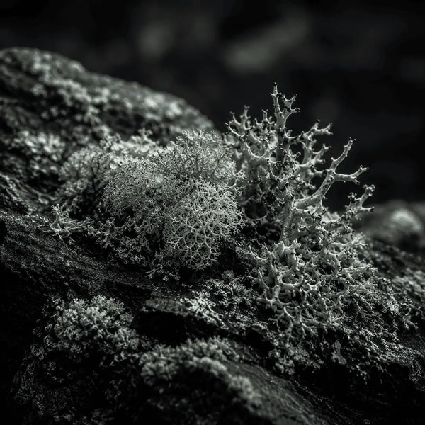 Iceland Moss Extract