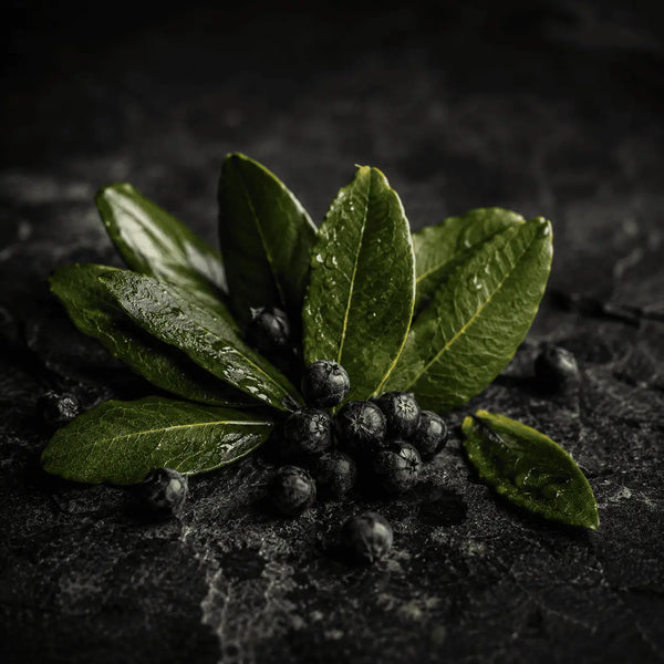 Juniper Extract